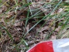 Maus-1